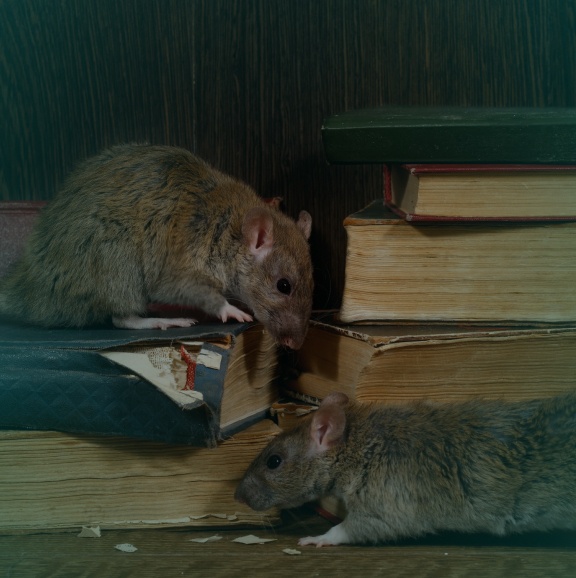 Close up two rat climbs on old books surfside beach sc